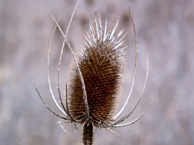 teasel