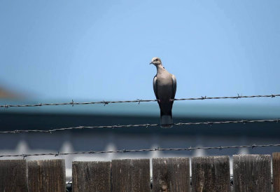 Eurasian collared dove