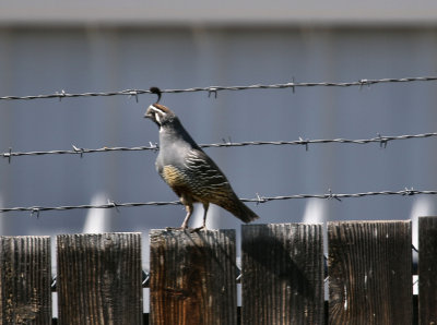 California Quail