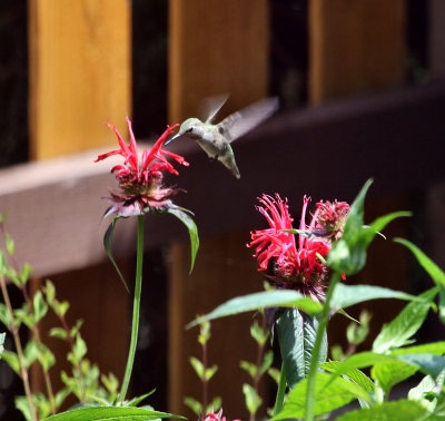 Black chin female in bee balm