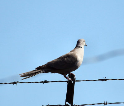 Eurasian collared dove