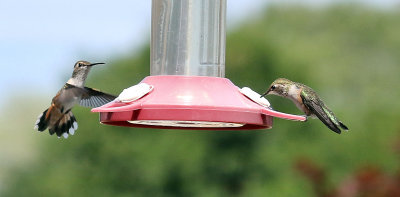 dueling rufous females