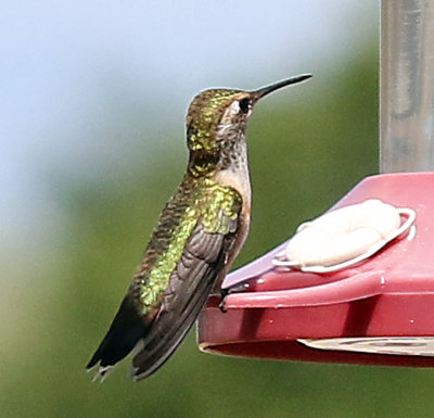 female rufous hummingbird on feeder