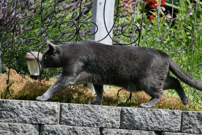 Nacho out for a stroll on the garden wall