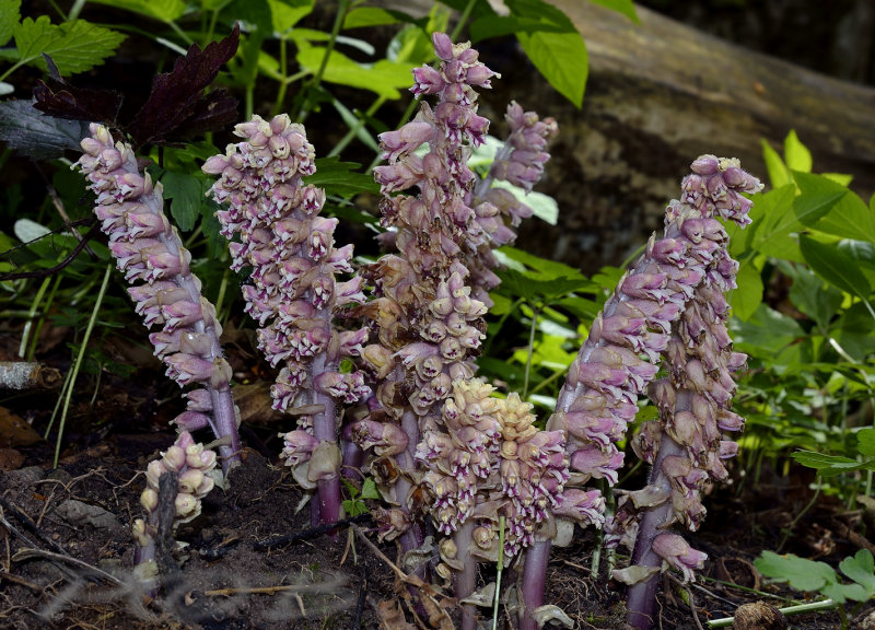 Grote schubwortel, Lathraea squamaria