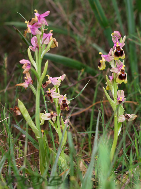 Ophrys tenthredinifera var. tenthredinifera and right var. villosa