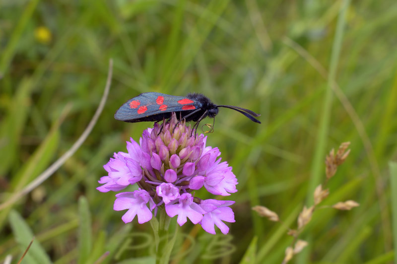 st. jansvlinder met pollinia op roltong - Zygaena filipendulae with pollinia