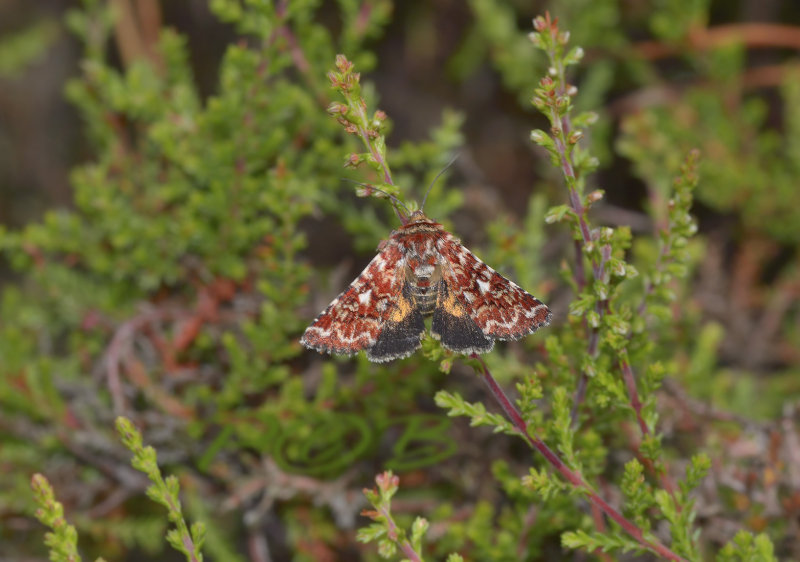 Anarta myrtilli