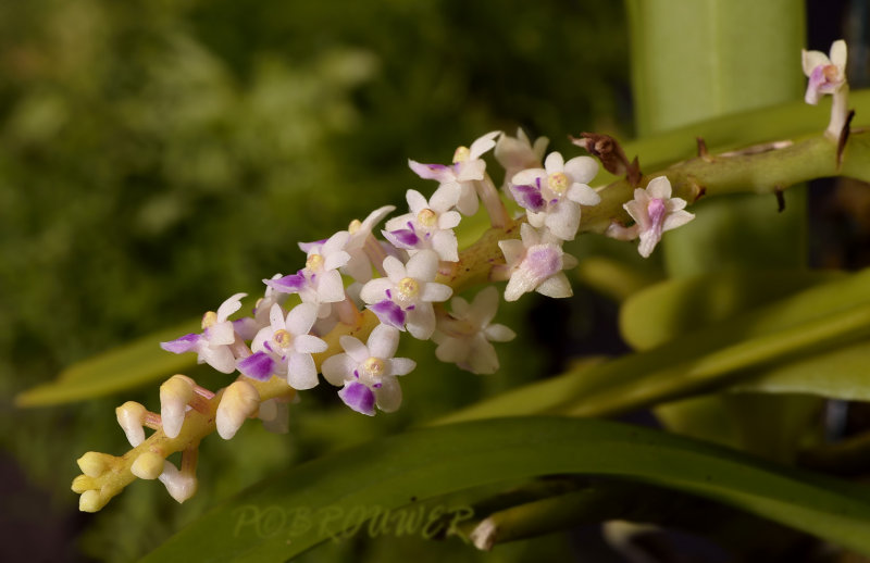 Smitinandia micrantha
