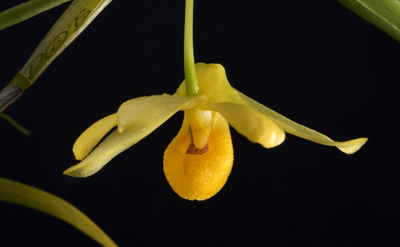 Dendrobium  chrysocrepis