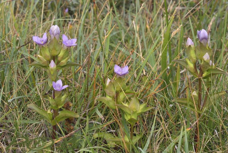 Brede duingentiaan (veldgentiaan), gentiana campestris