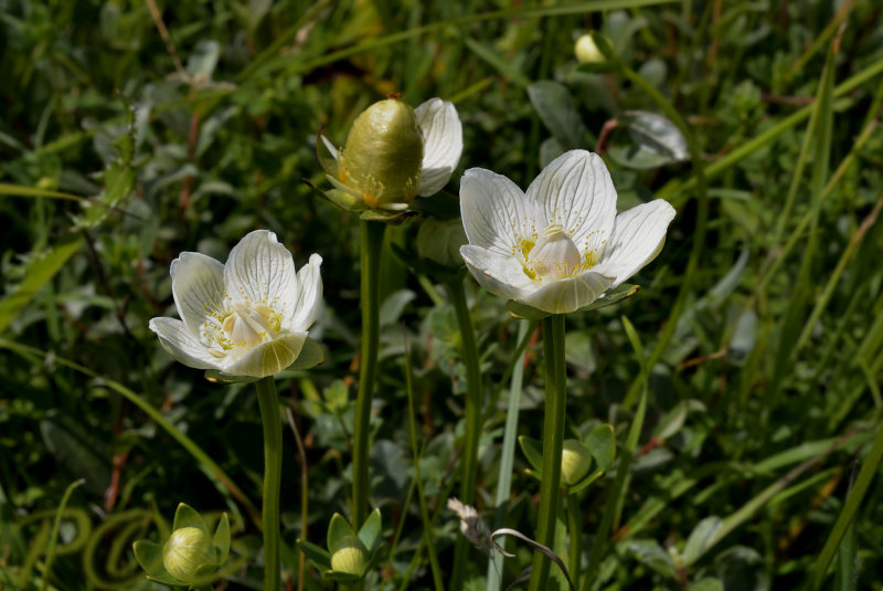 Parnassia palustris