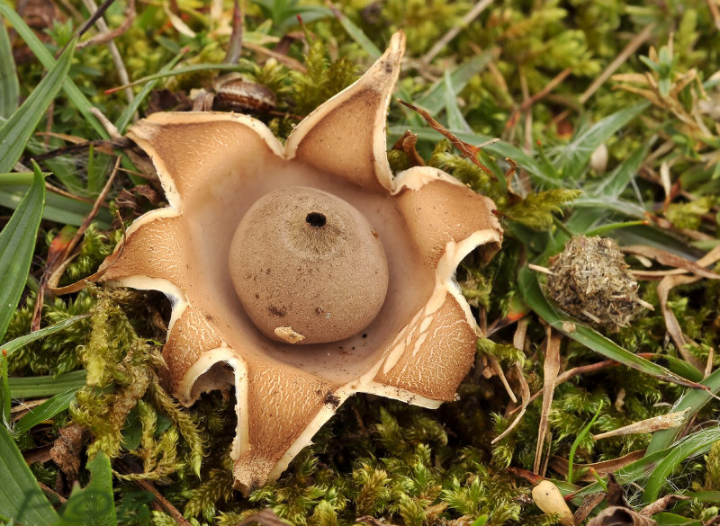 Geastrum minimum