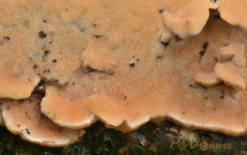 Tandkorstzwam, detail