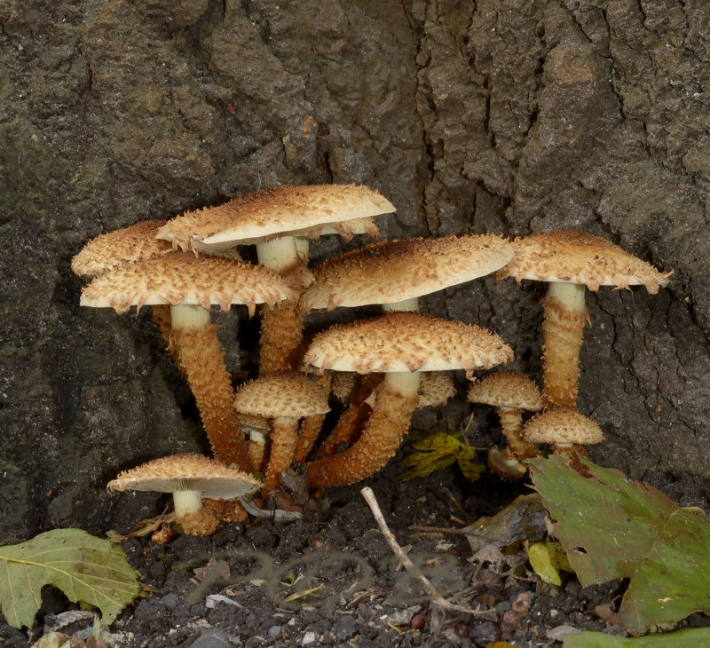 Parasol, fijnschubbige parasolzwam