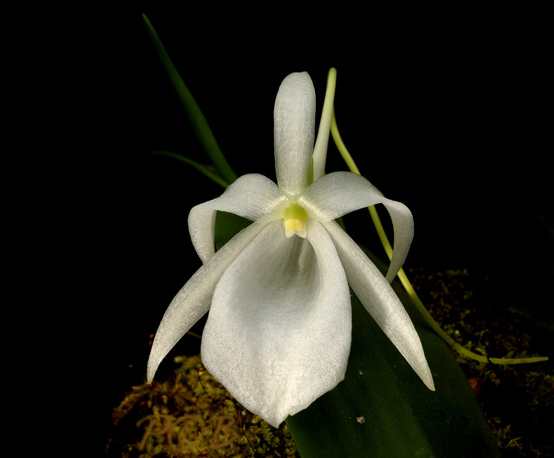 Angraecum leonis