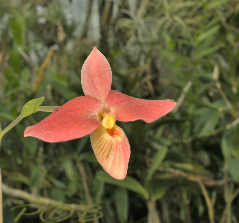 Phragmipedium bessae