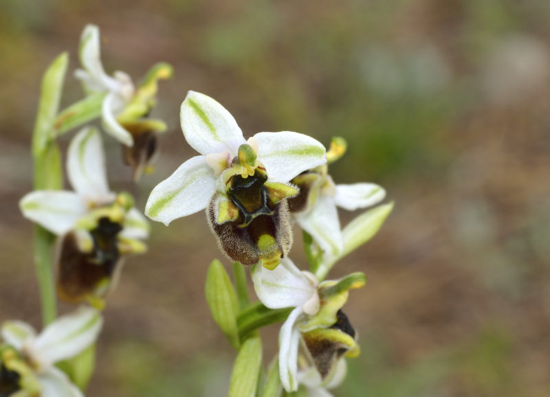 Ophrys levanthina