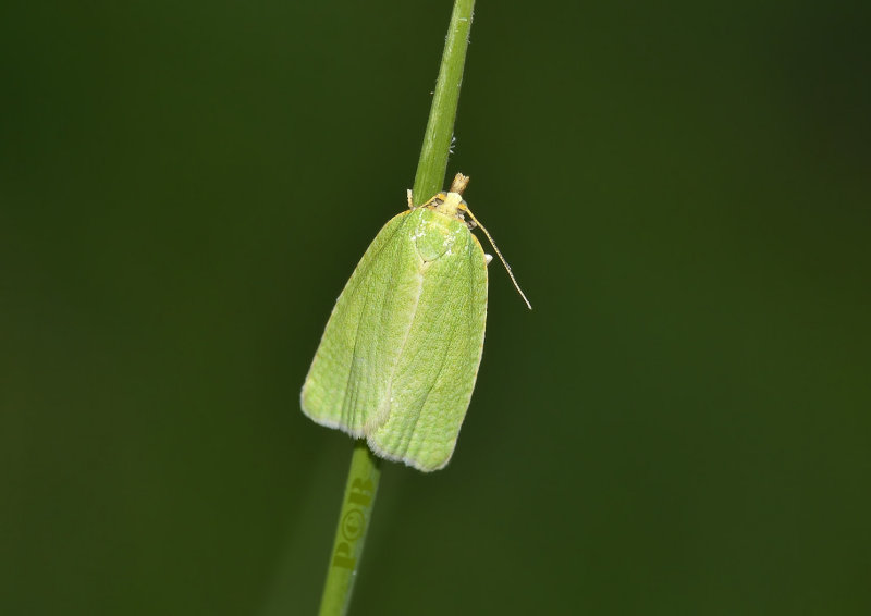 Groene eikenbladroller