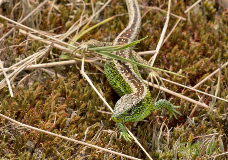 Man Zandhagedis