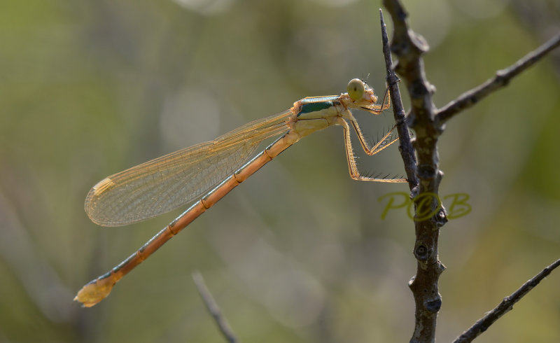 Zwervende pantser, lestes barbarus