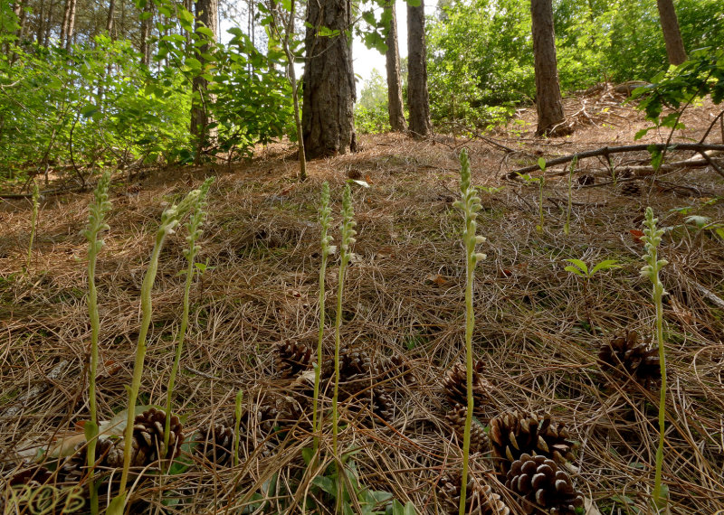 Goodyera repens, habitat 