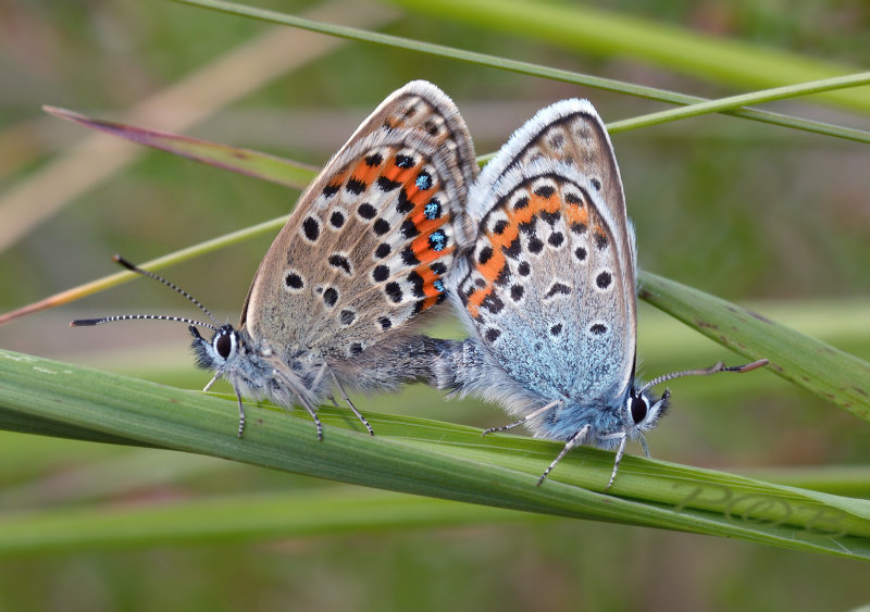 Heideblauwtjes, paring