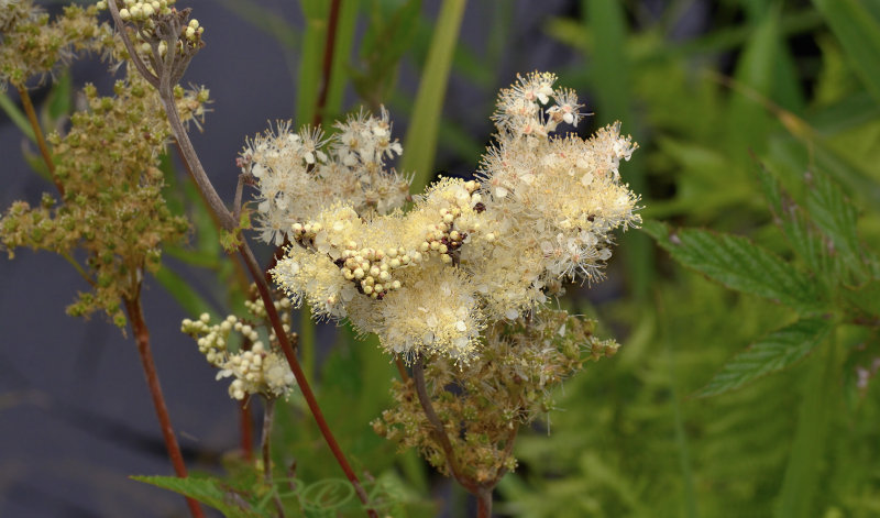 Moerasspirea