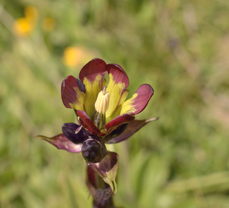 Gentiana purpurea