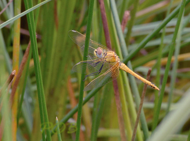 Zwervende heidelibel, man vers - Sympetrum fonscolombii