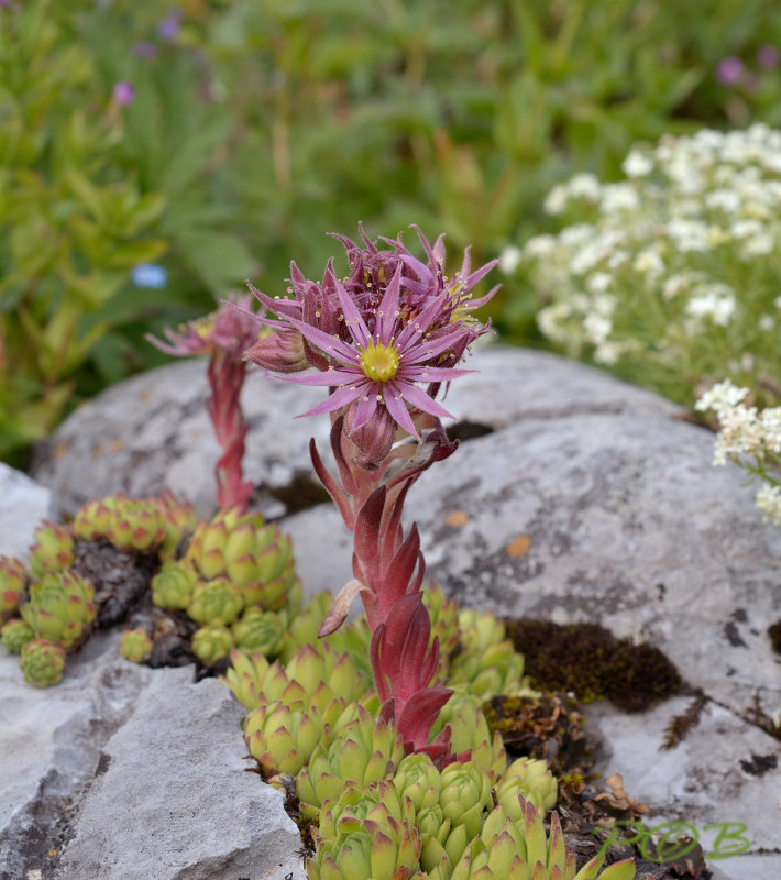 Sempervivium dolomiticum