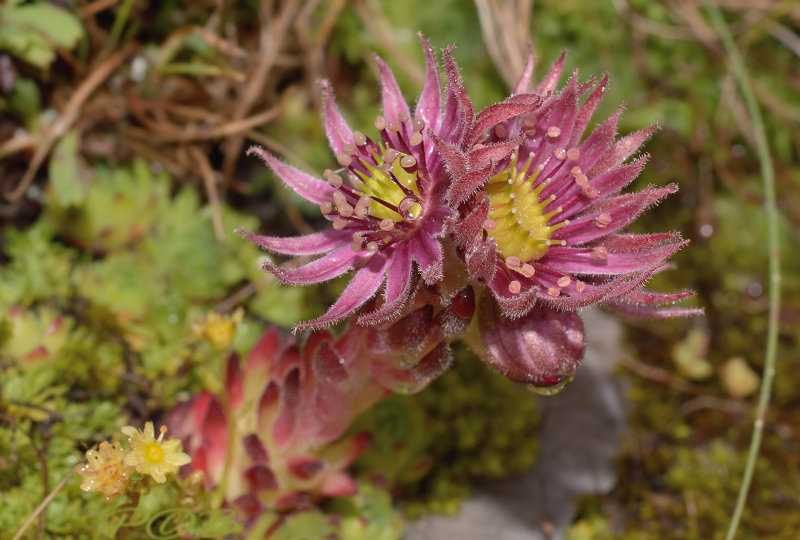 Sempervivium dolomiticum
