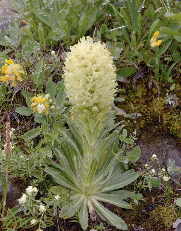 Campanula thyrsoides