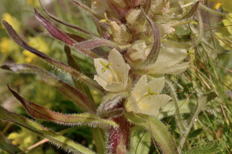 Campanula thyrsoides
