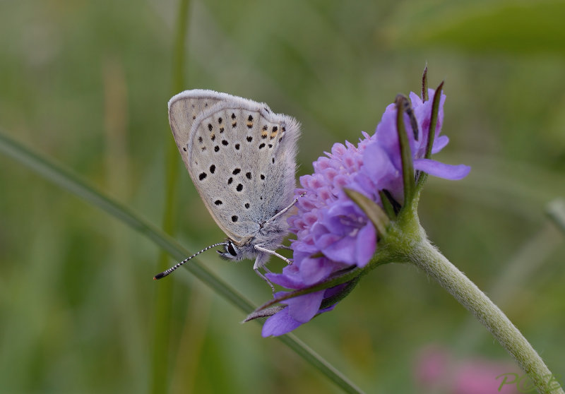 Blauwtje