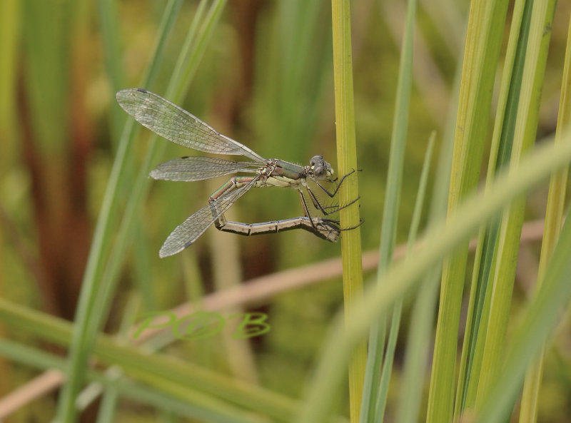 Lestes dryas, ei-afzet