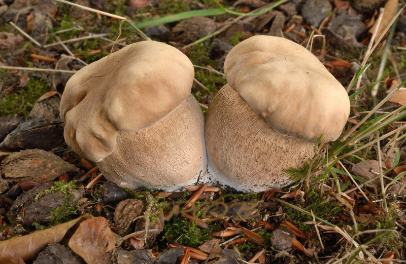 Vroeg eekhoorntjesbrood