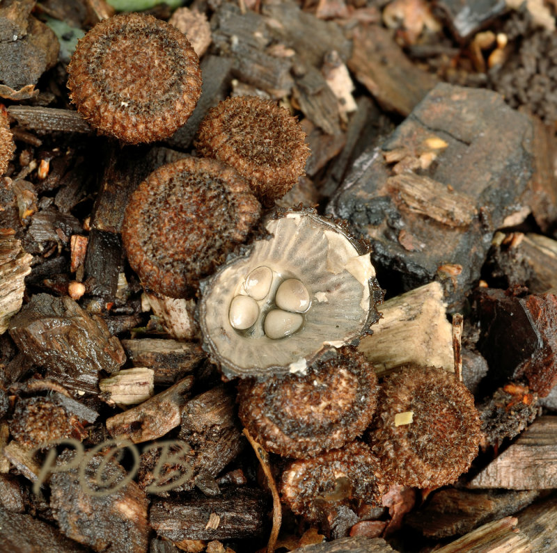 Nestzwammetje, Cyathus striatus