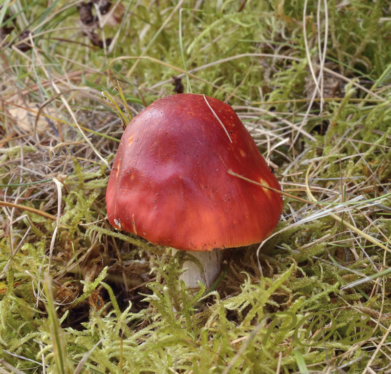 Duinbosrussula