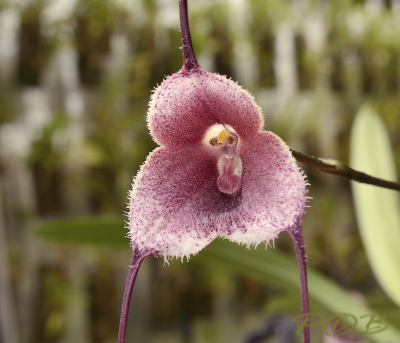 Dracula velutina
