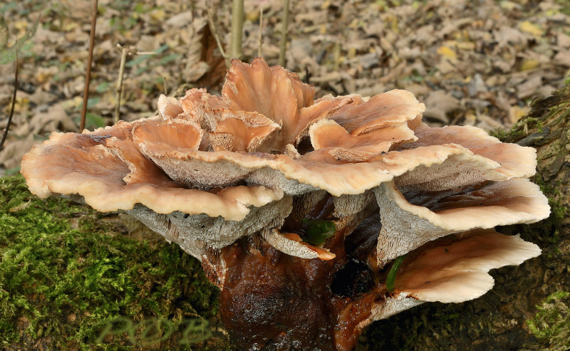 Toefige labyrintzwam, Abortiporus biennis 