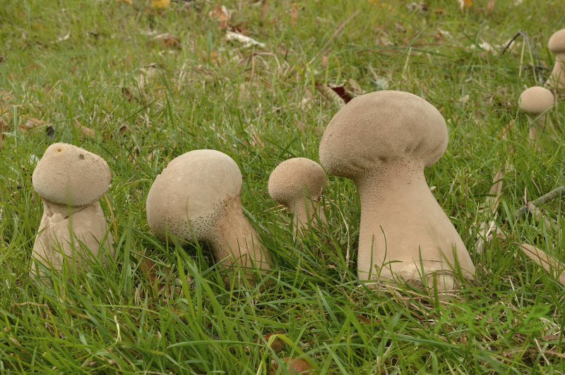 Plooivoetstuifzwammen in een heksenkring ( 10 mtr )