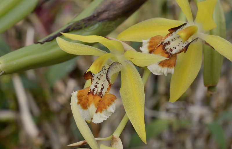 Coelogyne lentiginosa