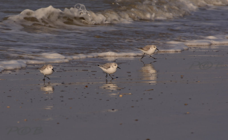 3teen strandloper, Calidris alba