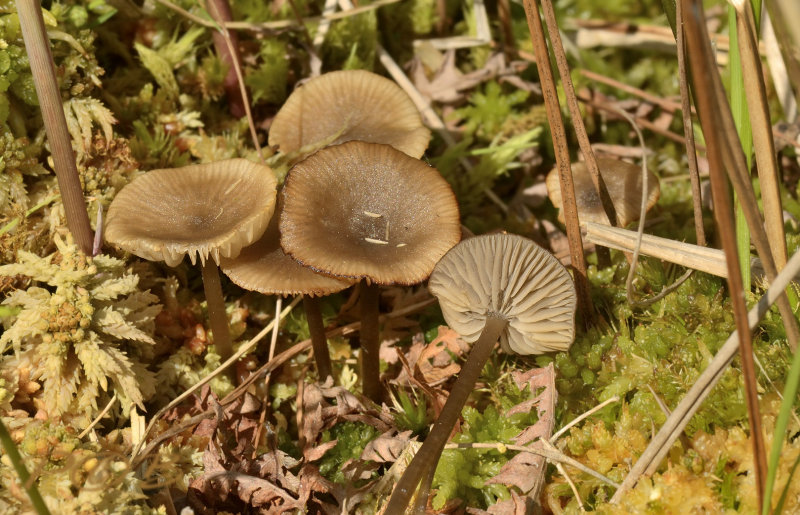Veenmosgrauwkop, Lyophyllum palustre