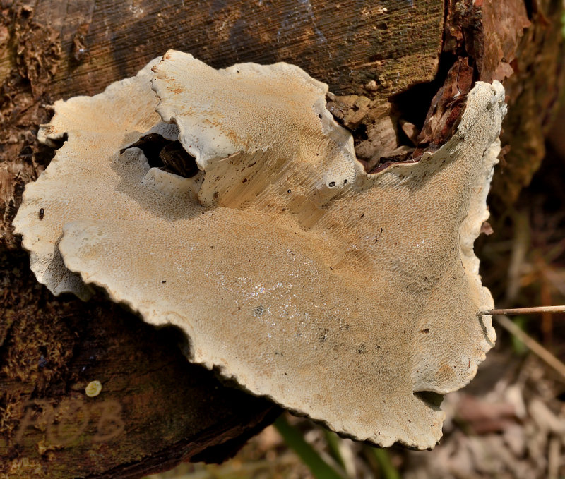 Vaalroze dennenzwam, Skeletocutis subincarnata