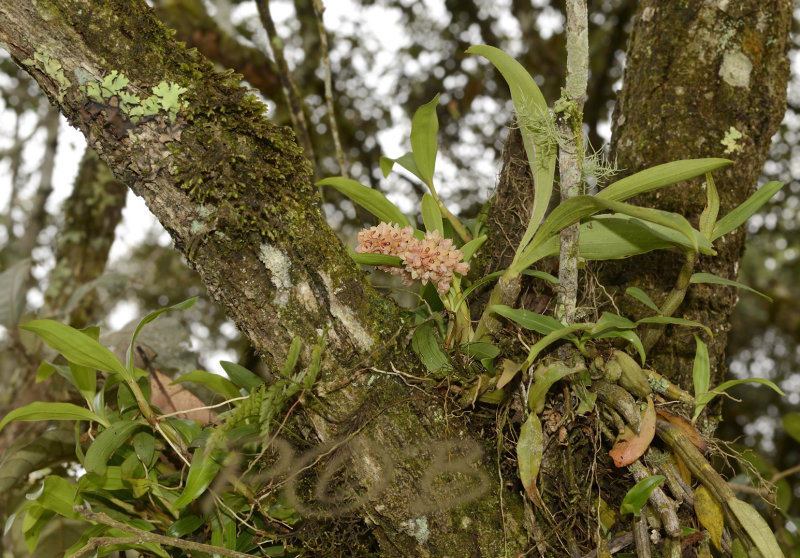 Eria globulifera