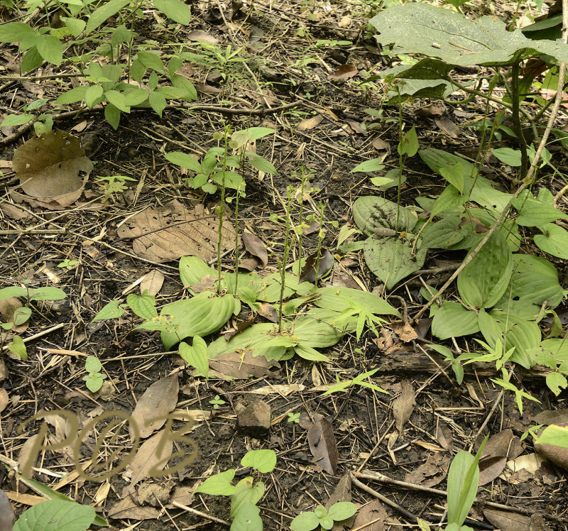 Liparis siamensis habitat