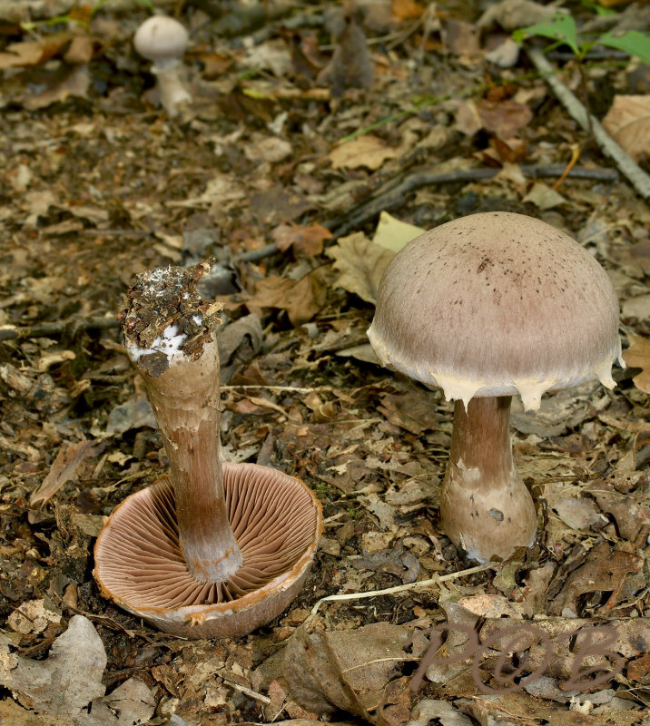 Bleke wilgengordijnzwammen