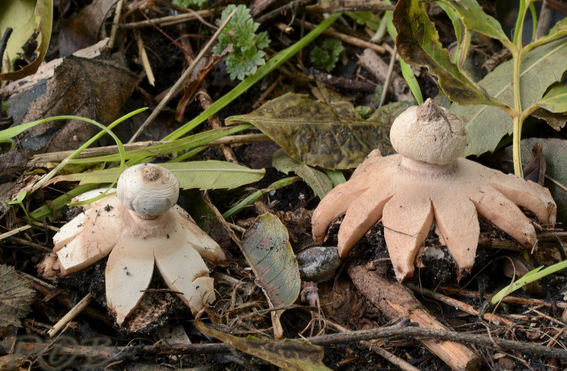 Roze aardster duo, Geastrum rufescens